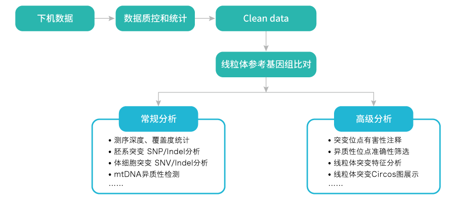 线粒体突变分析-数据分析-k8凯发基因 线粒体突变分析-数据分析-k8凯发基因