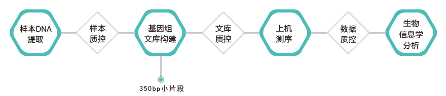 全基因组重测序-技术路线-k8凯发基因 全基因组重测序-技术路线-k8凯发基因